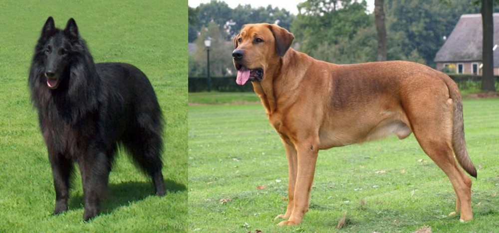 Broholmer vs Belgian Shepherd Dog (Groenendael) - Breed Comparison