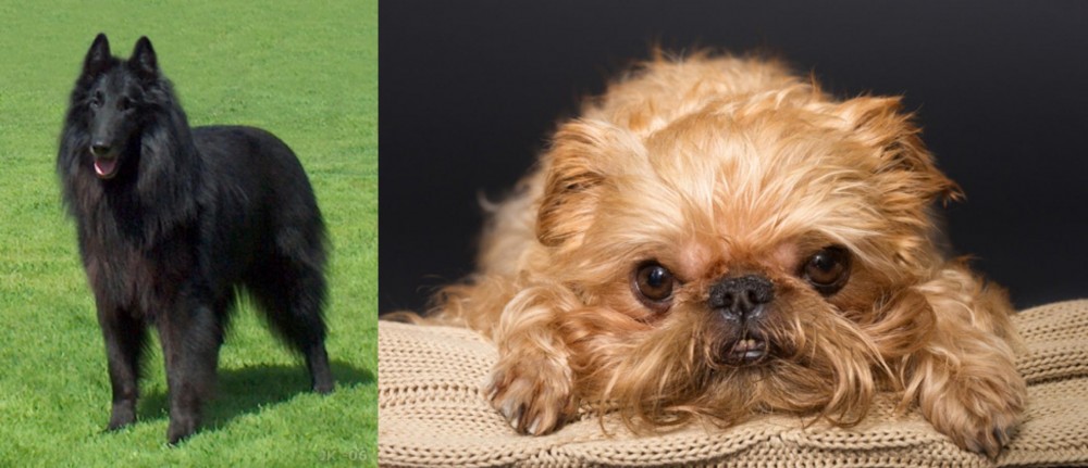 Brug vs Belgian Shepherd Dog (Groenendael) - Breed Comparison