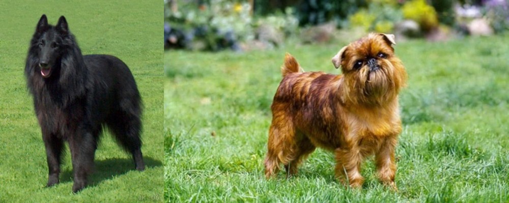 Brussels Griffon vs Belgian Shepherd Dog (Groenendael) - Breed Comparison