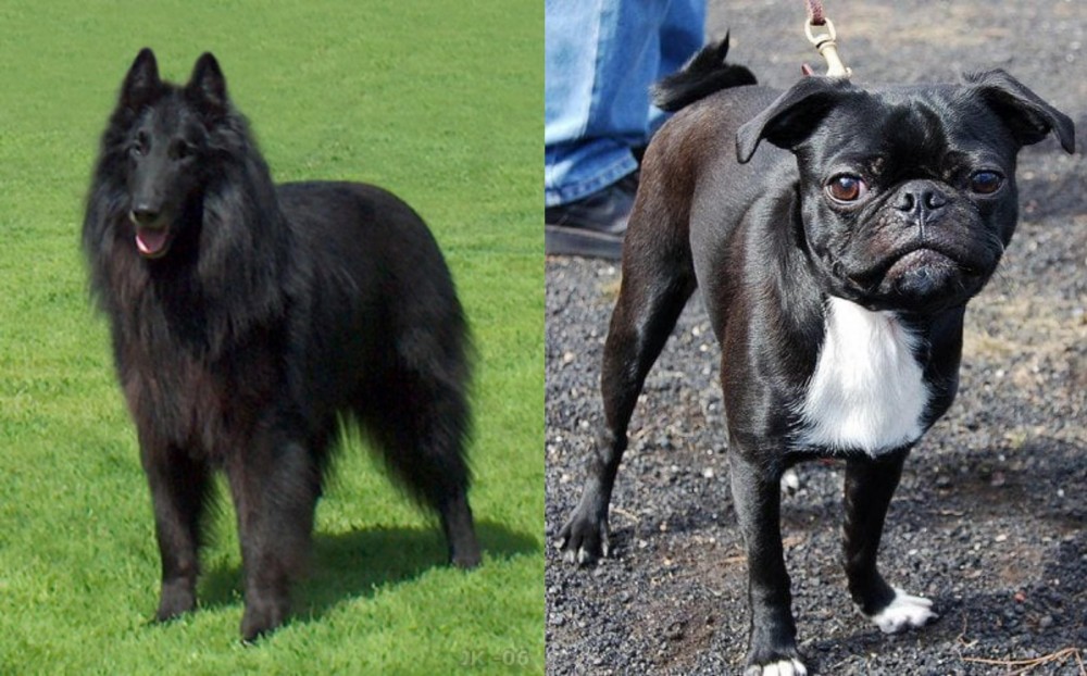 Bugg vs Belgian Shepherd Dog (Groenendael) - Breed Comparison