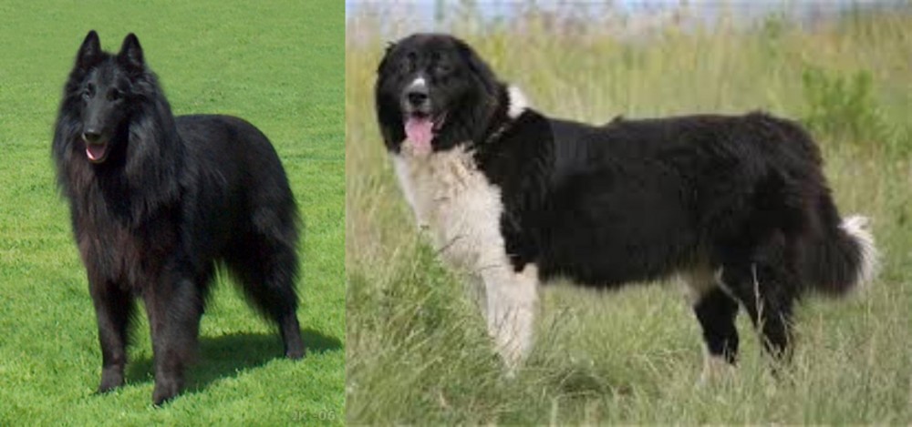 Bulgarian Shepherd vs Belgian Shepherd Dog (Groenendael) - Breed Comparison