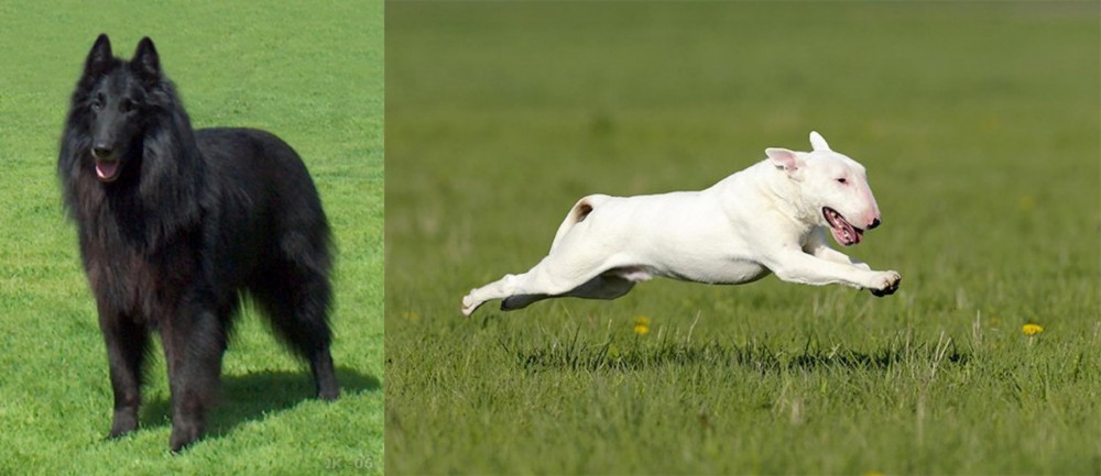 Bull Terrier vs Belgian Shepherd Dog (Groenendael) - Breed Comparison