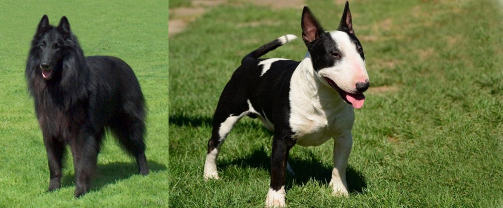 Bull Terrier Miniature vs Belgian Shepherd Dog (Groenendael) - Breed Comparison
