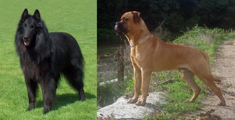 Bullmastiff vs Belgian Shepherd Dog (Groenendael) - Breed Comparison