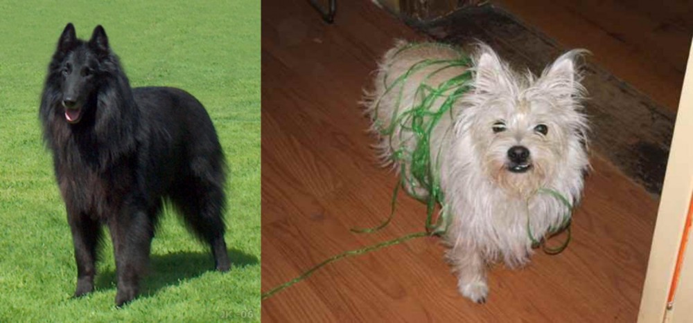 Cairland Terrier vs Belgian Shepherd Dog (Groenendael) - Breed Comparison