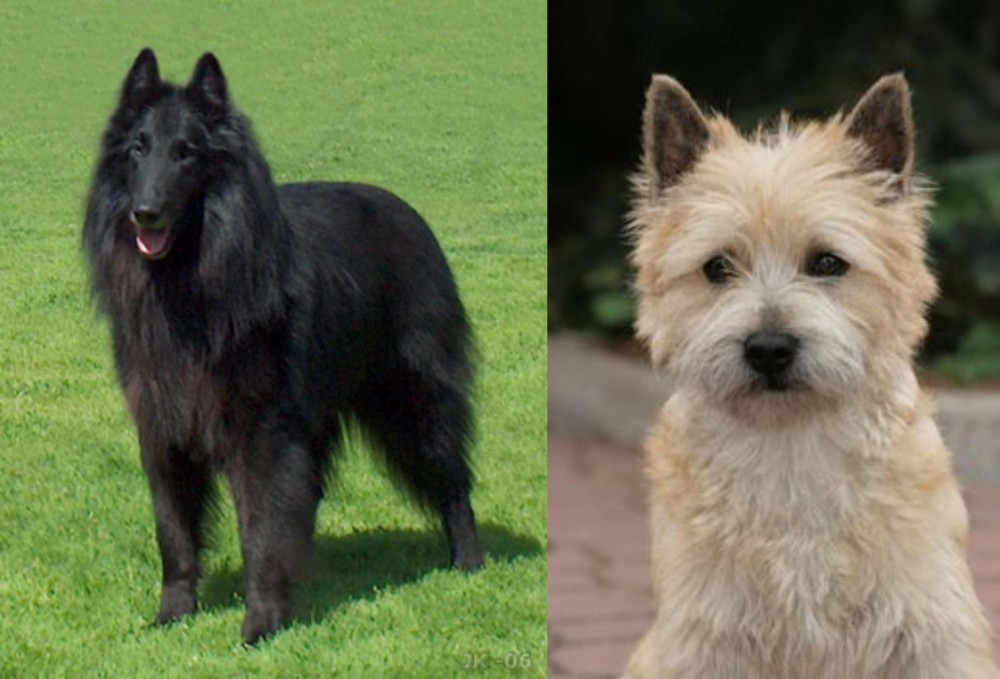 Cairn Terrier vs Belgian Shepherd Dog (Groenendael) - Breed Comparison