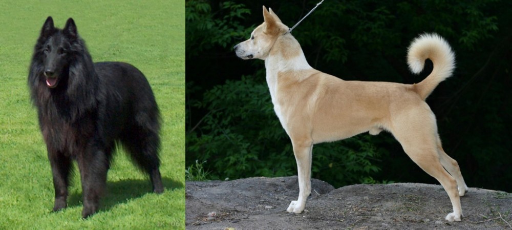 Canaan Dog vs Belgian Shepherd Dog (Groenendael) - Breed Comparison