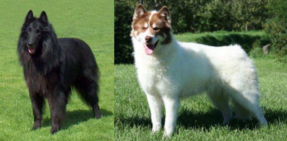Canadian Eskimo Dog vs Belgian Shepherd Dog (Groenendael) - Breed Comparison