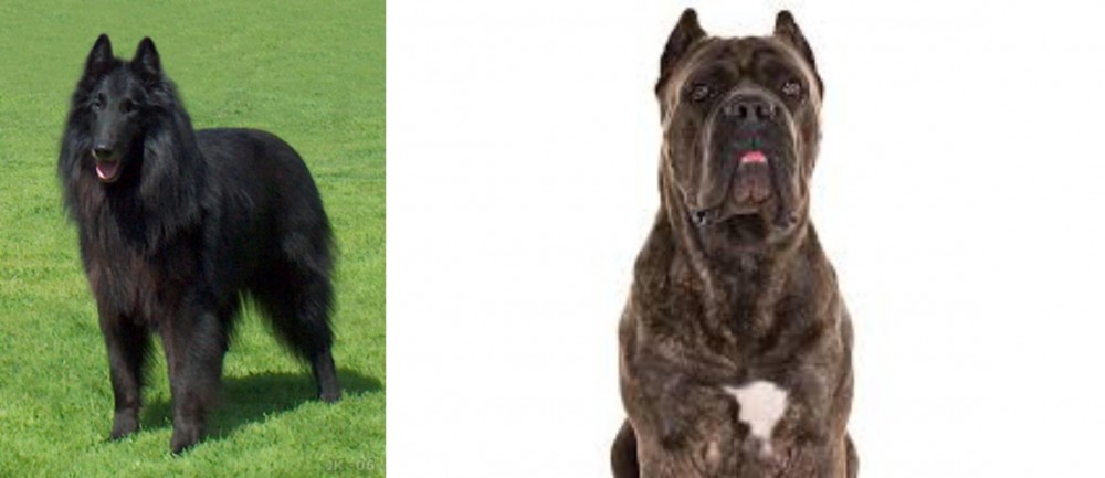 Cane Corso vs Belgian Shepherd Dog (Groenendael) - Breed Comparison