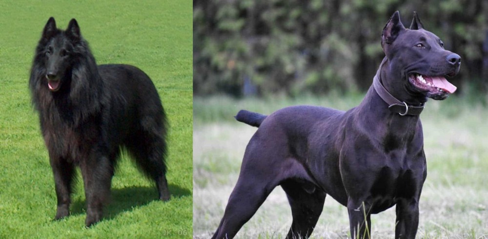 Canis Panther vs Belgian Shepherd Dog (Groenendael) - Breed Comparison