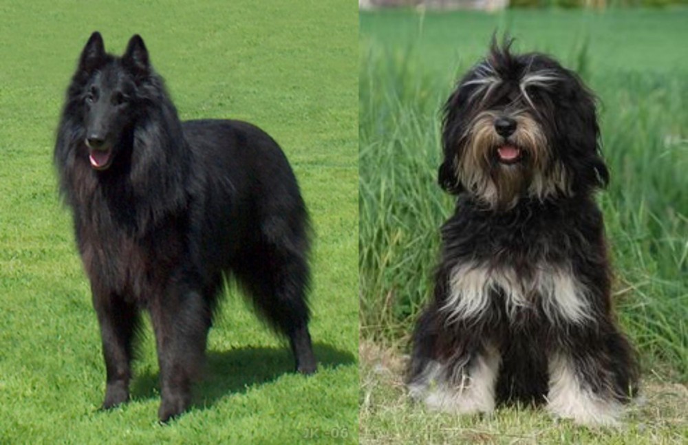 Cao da Serra de Aires vs Belgian Shepherd Dog (Groenendael) - Breed Comparison