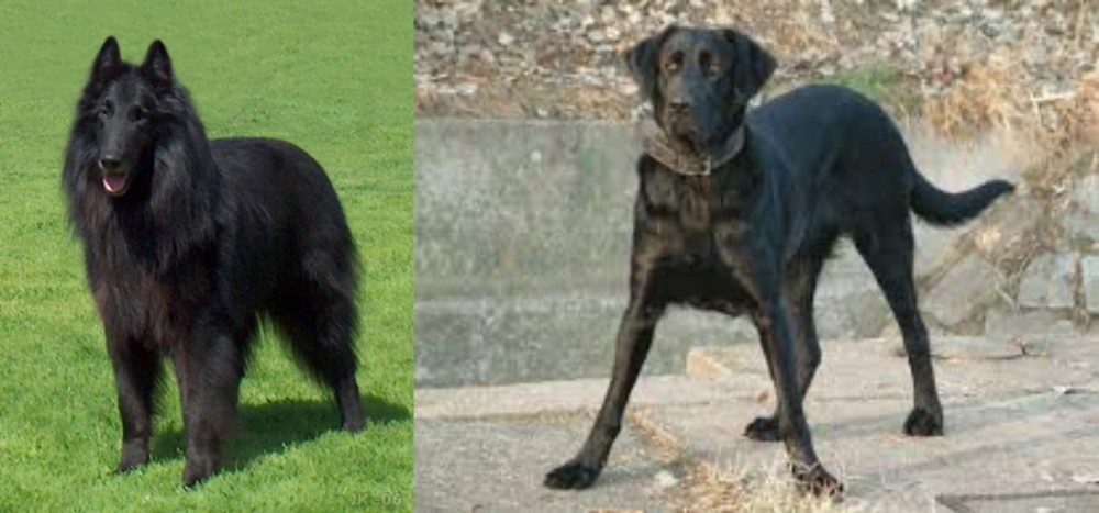 Cao de Castro Laboreiro vs Belgian Shepherd Dog (Groenendael) - Breed Comparison