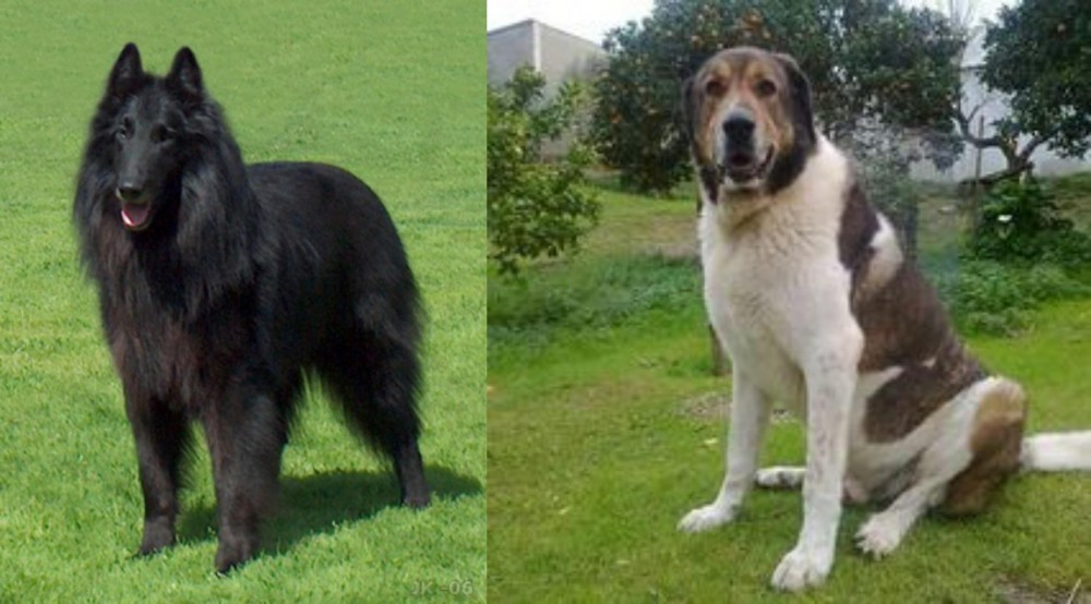 Cao de Gado Transmontano vs Belgian Shepherd Dog (Groenendael) - Breed Comparison