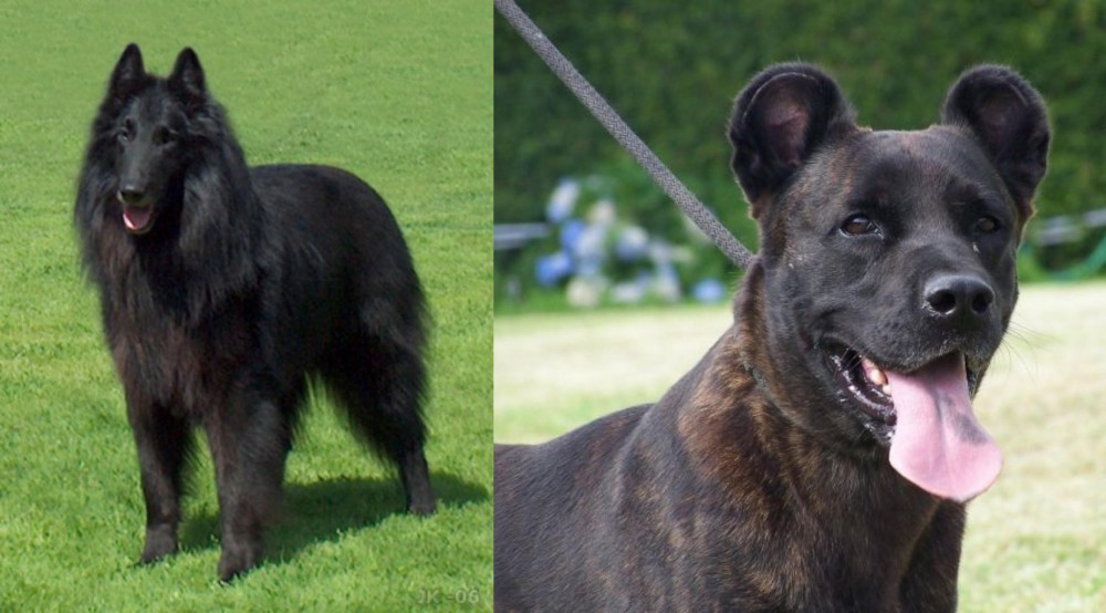Cao Fila de Sao Miguel vs Belgian Shepherd Dog (Groenendael) - Breed Comparison