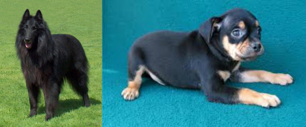 Carlin Pinscher vs Belgian Shepherd Dog (Groenendael) - Breed Comparison