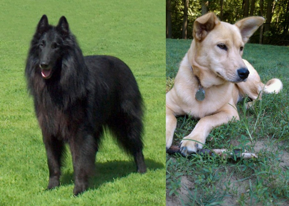 Carolina Dog vs Belgian Shepherd Dog (Groenendael) - Breed Comparison