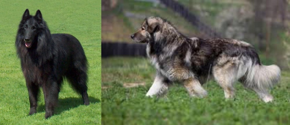 Carpatin vs Belgian Shepherd Dog (Groenendael) - Breed Comparison