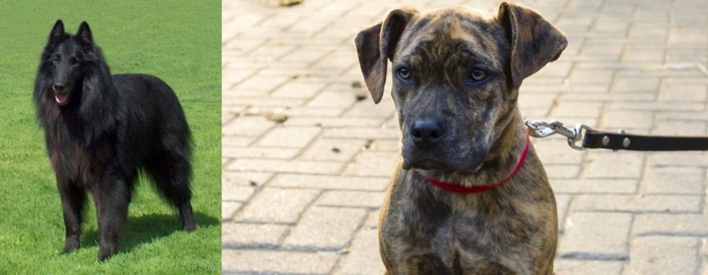 Catahoula Bulldog vs Belgian Shepherd Dog (Groenendael) - Breed Comparison