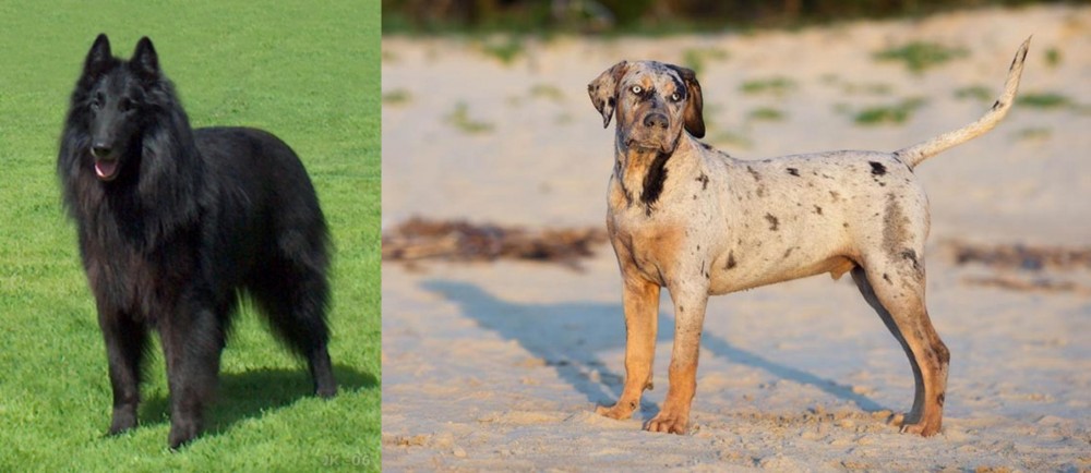 Catahoula Cur vs Belgian Shepherd Dog (Groenendael) - Breed Comparison