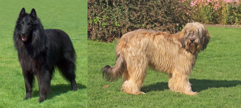 Catalan Sheepdog vs Belgian Shepherd Dog (Groenendael) - Breed Comparison