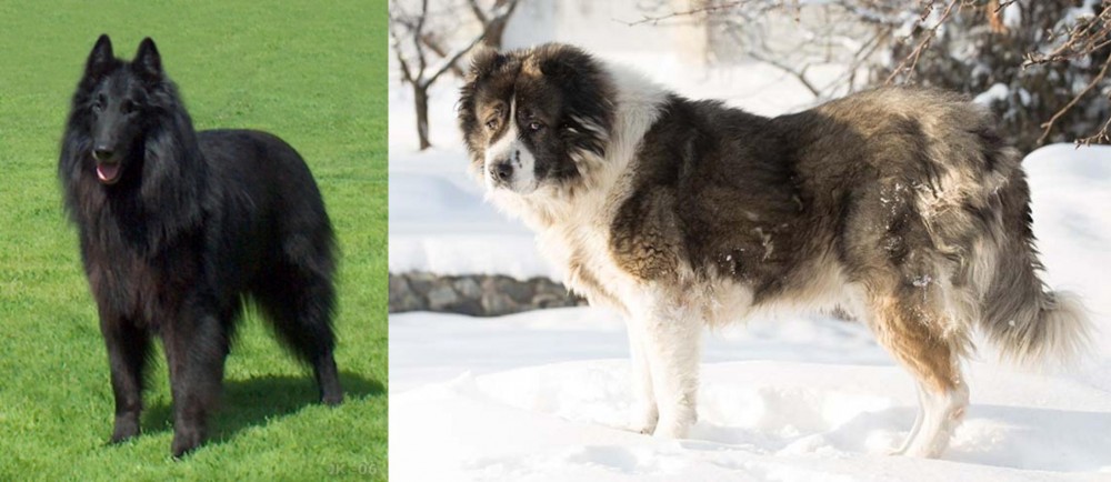 Caucasian Shepherd vs Belgian Shepherd Dog (Groenendael) - Breed Comparison