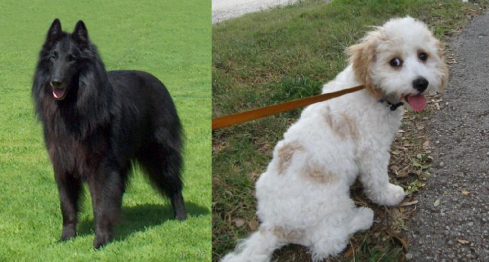 Cavachon vs Belgian Shepherd Dog (Groenendael) - Breed Comparison