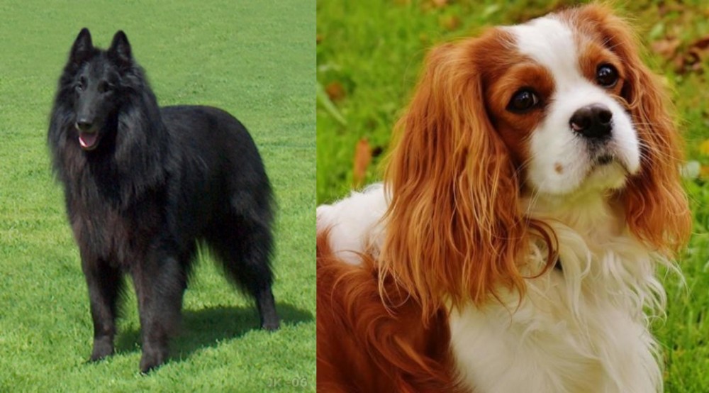 Cavalier King Charles Spaniel vs Belgian Shepherd Dog (Groenendael) - Breed Comparison