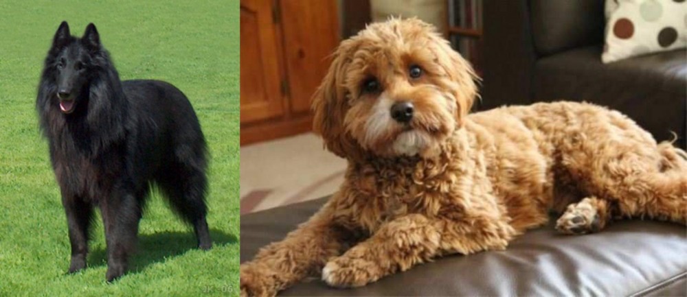 Cavapoo vs Belgian Shepherd Dog (Groenendael) - Breed Comparison