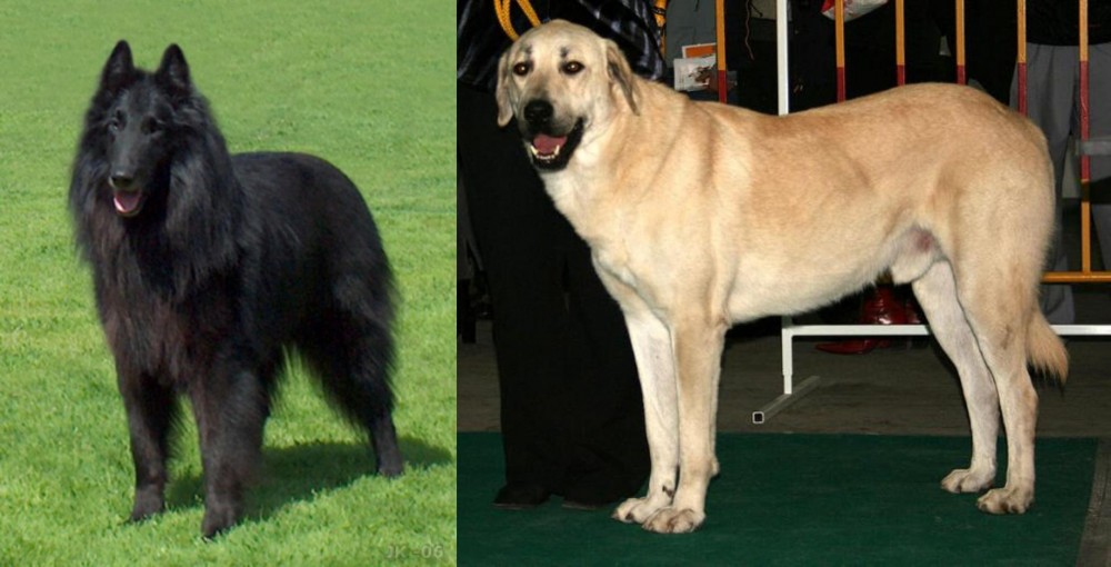 Central Anatolian Shepherd vs Belgian Shepherd Dog (Groenendael) - Breed Comparison