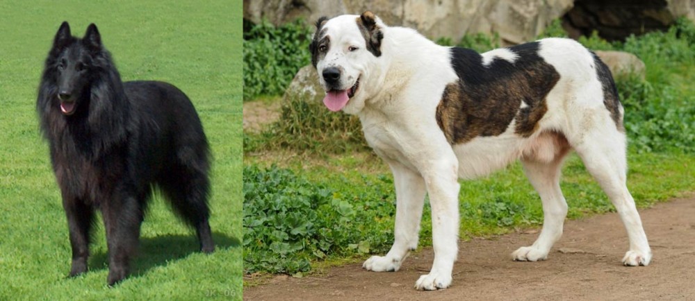 Central Asian Shepherd vs Belgian Shepherd Dog (Groenendael) - Breed Comparison