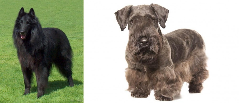 Cesky Terrier vs Belgian Shepherd Dog (Groenendael) - Breed Comparison