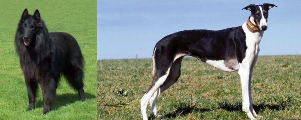 Chart Polski vs Belgian Shepherd Dog (Groenendael) - Breed Comparison