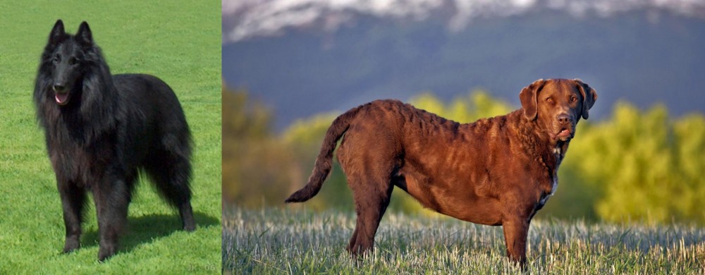 Chesapeake Bay Retriever vs Belgian Shepherd Dog (Groenendael) - Breed Comparison