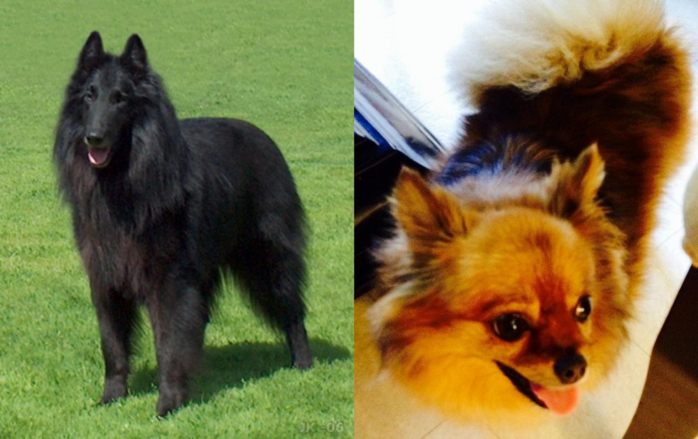 Chiapom vs Belgian Shepherd Dog (Groenendael) - Breed Comparison