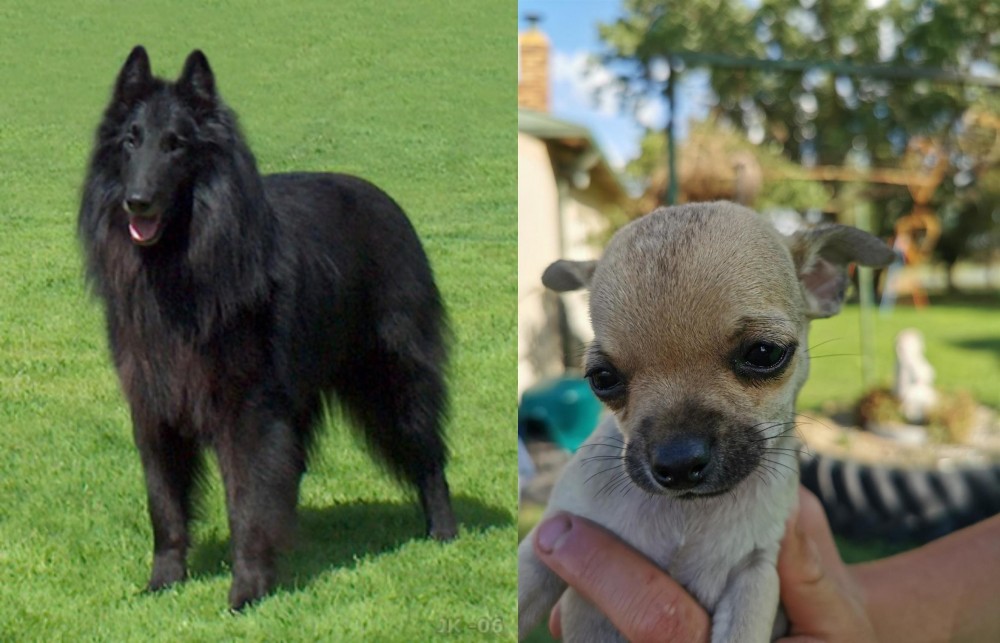 Chihuahua vs Belgian Shepherd Dog (Groenendael) - Breed Comparison