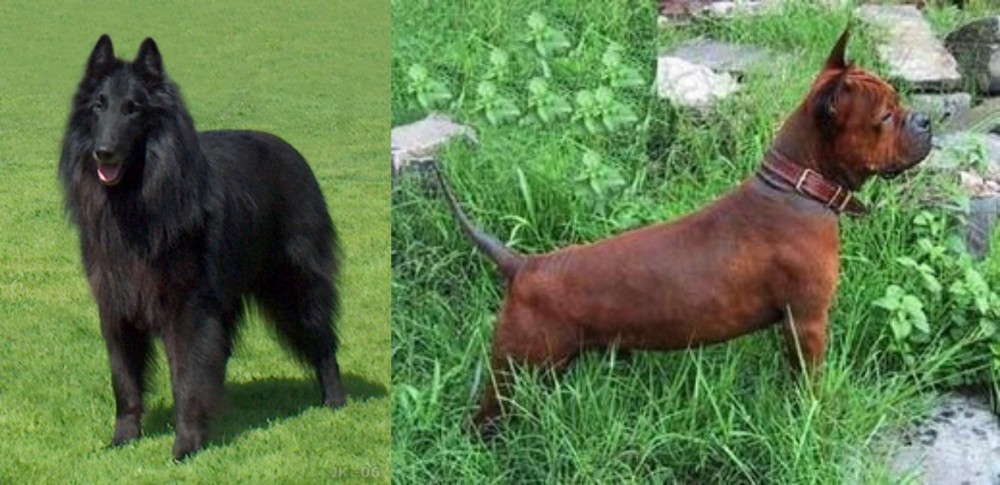 Chinese Chongqing Dog vs Belgian Shepherd Dog (Groenendael) - Breed Comparison