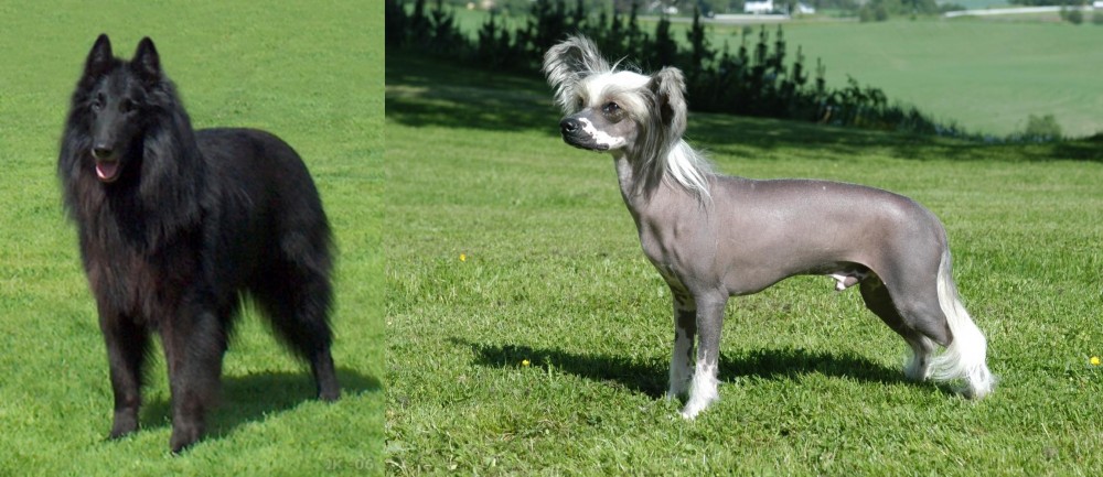 Chinese Crested Dog vs Belgian Shepherd Dog (Groenendael) - Breed Comparison