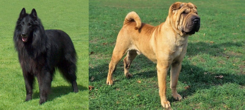 Chinese Shar Pei vs Belgian Shepherd Dog (Groenendael) - Breed Comparison