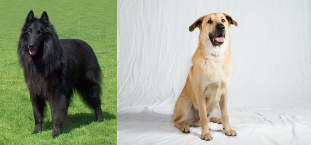 Chinook vs Belgian Shepherd Dog (Groenendael) - Breed Comparison