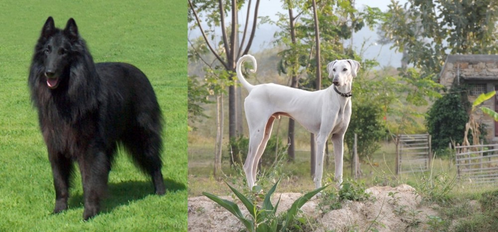 Chippiparai vs Belgian Shepherd Dog (Groenendael) - Breed Comparison