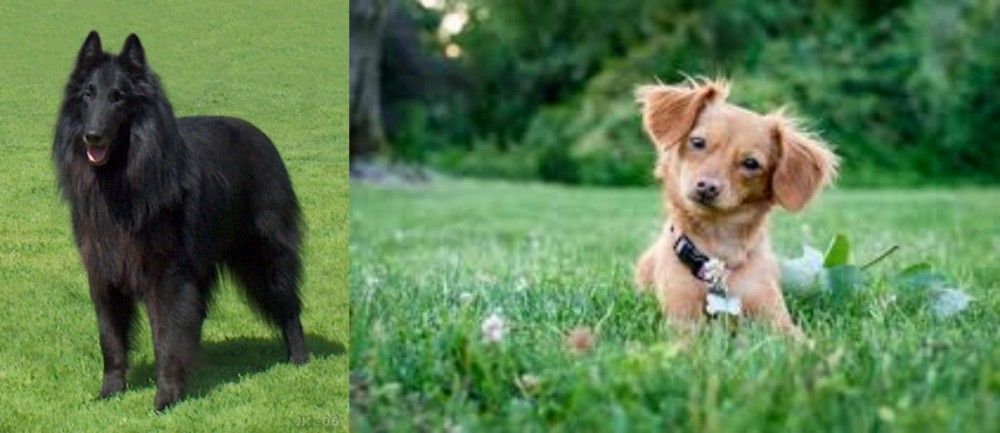 Chiweenie vs Belgian Shepherd Dog (Groenendael) - Breed Comparison