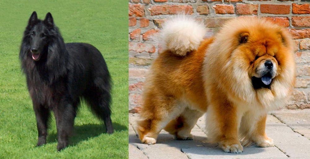 Chow Chow vs Belgian Shepherd Dog (Groenendael) - Breed Comparison