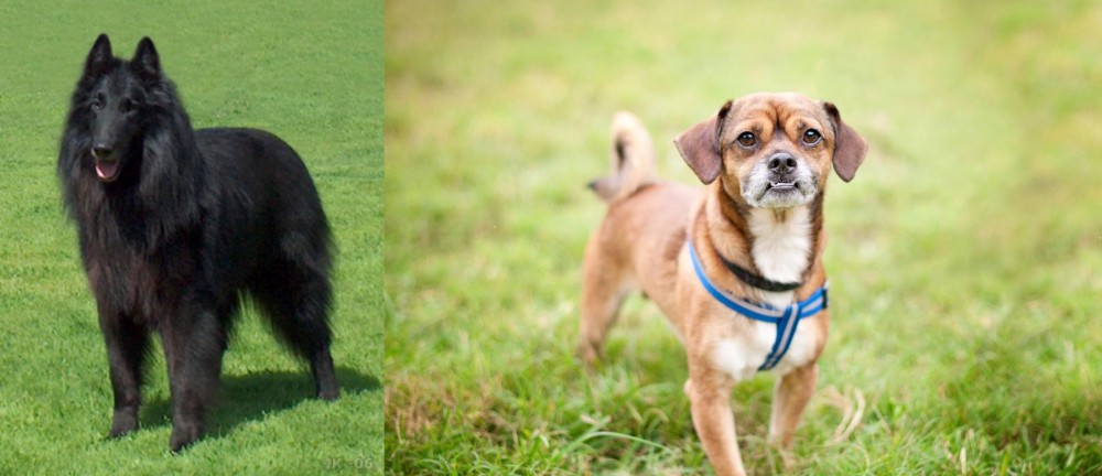 Chug vs Belgian Shepherd Dog (Groenendael) - Breed Comparison