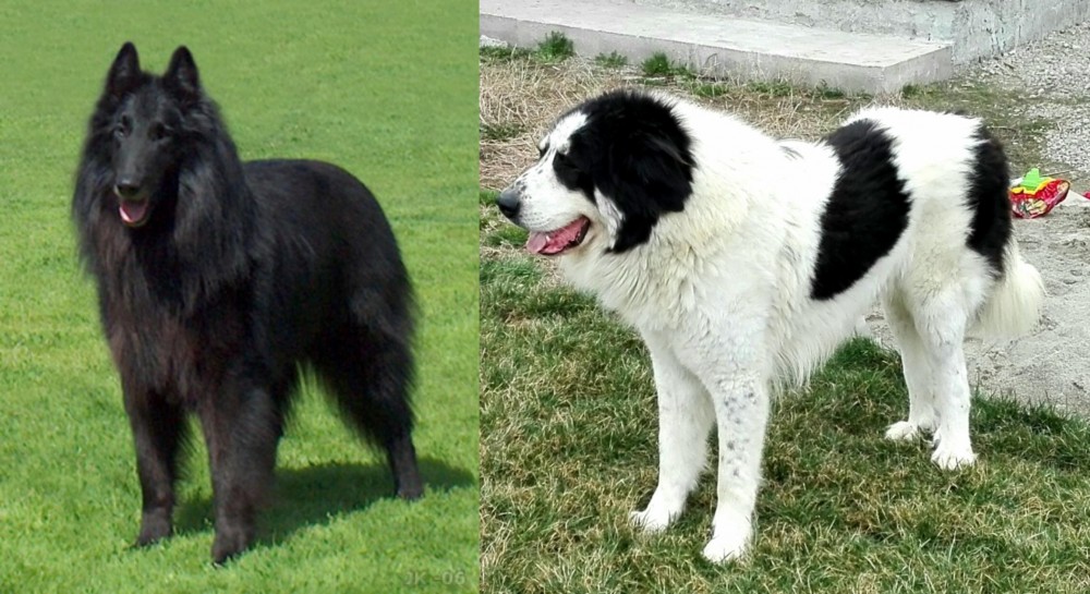Ciobanesc de Bucovina vs Belgian Shepherd Dog (Groenendael) - Breed Comparison