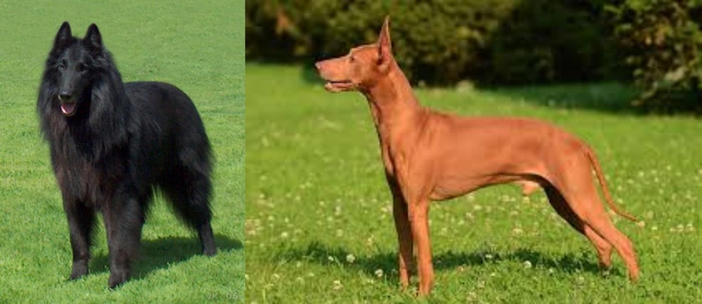 Cirneco dell'Etna vs Belgian Shepherd Dog (Groenendael) - Breed Comparison