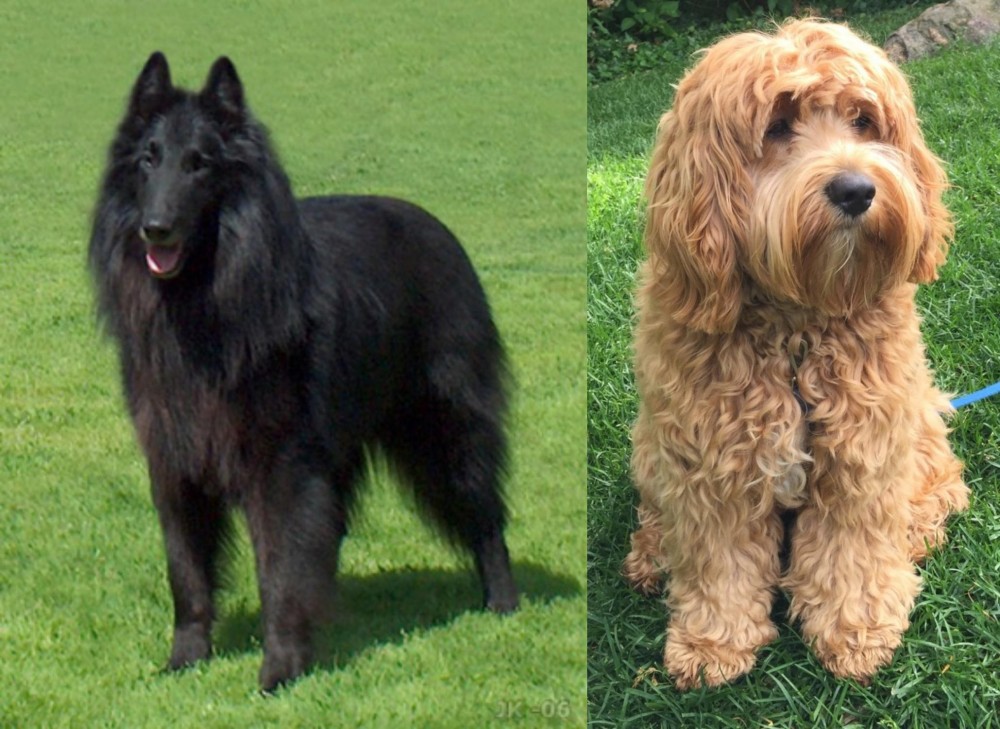 Cockapoo vs Belgian Shepherd Dog (Groenendael) - Breed Comparison