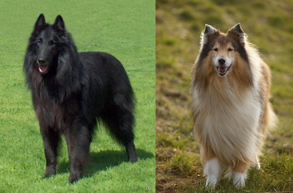 Collie vs Belgian Shepherd Dog (Groenendael) - Breed Comparison