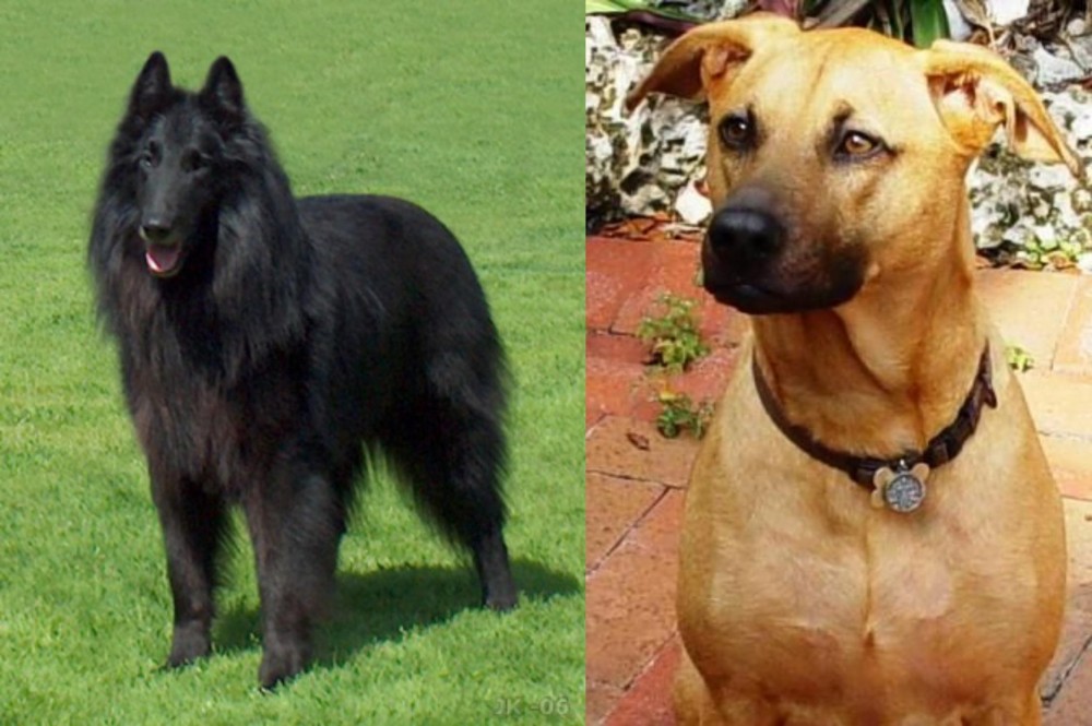 Combai vs Belgian Shepherd Dog (Groenendael) - Breed Comparison