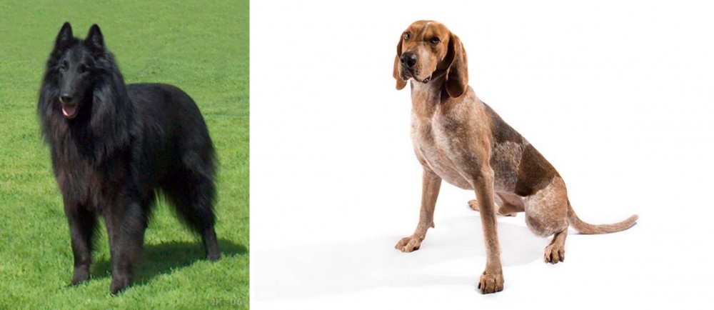 Coonhound vs Belgian Shepherd Dog (Groenendael) - Breed Comparison