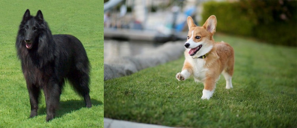 Corgi vs Belgian Shepherd Dog (Groenendael) - Breed Comparison